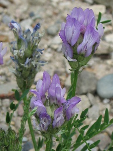 Astragalus spp.